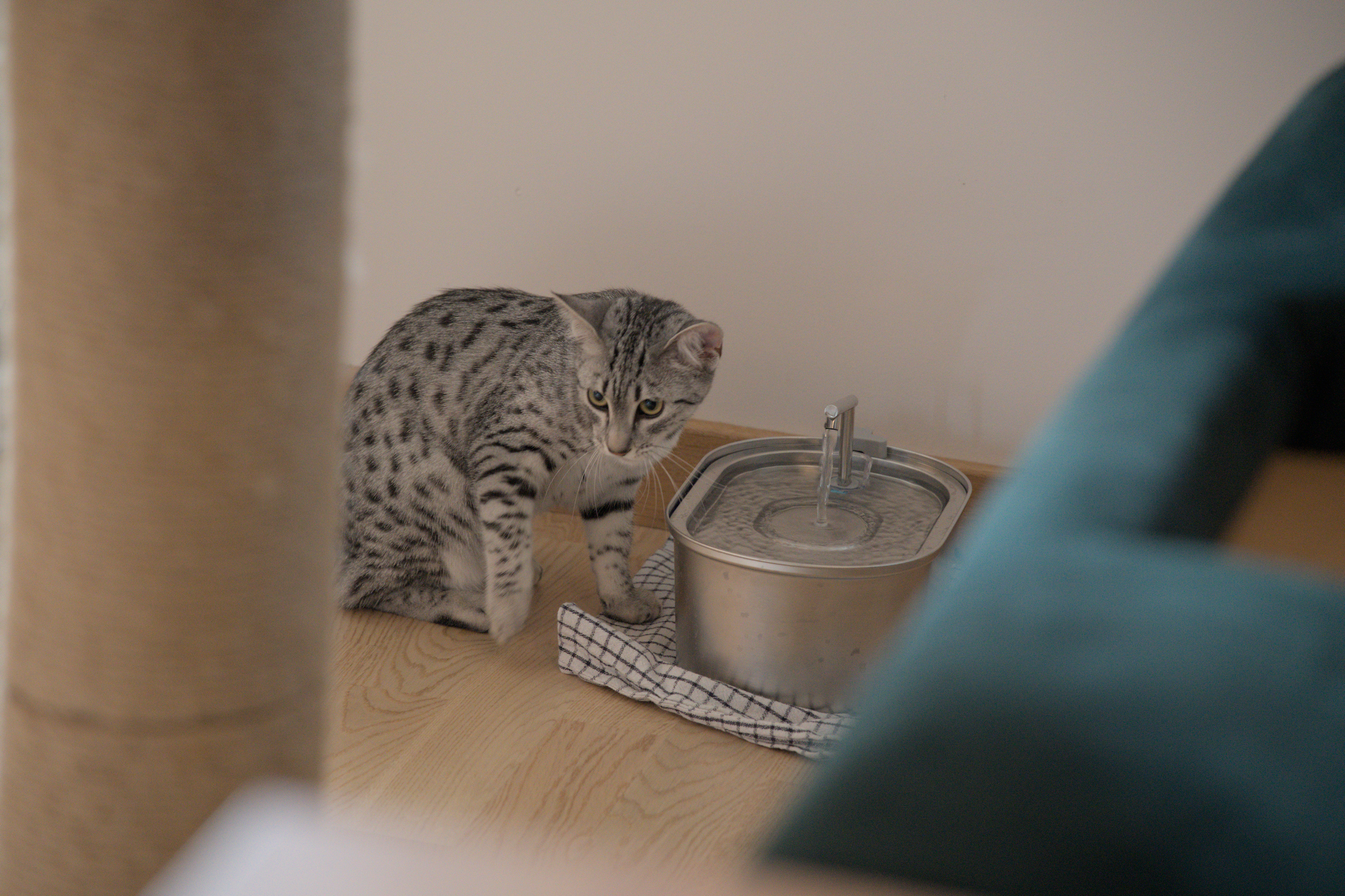 2025/10/12 - cats/DSC_0023.jpg